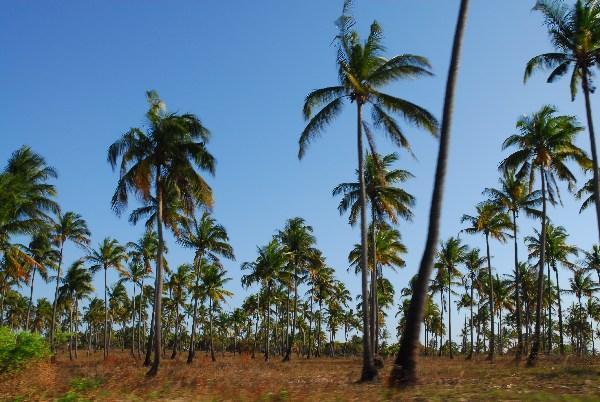 Me and 2,000,000 palm trees in Inhambane, Mozambique