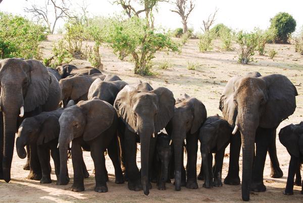 Herd of elephants in Chobe National Park · Botswana