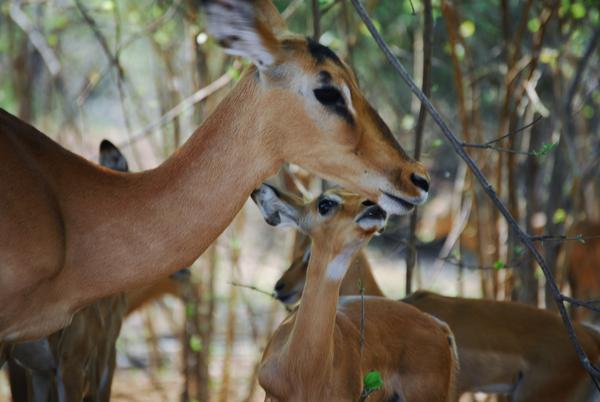 Impalas in Chobe National Park · Botswana