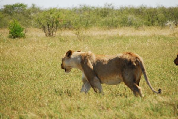 Lions in Etosha · Namibia