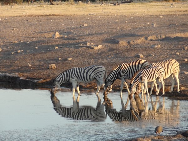 Abendtrunk Zebras