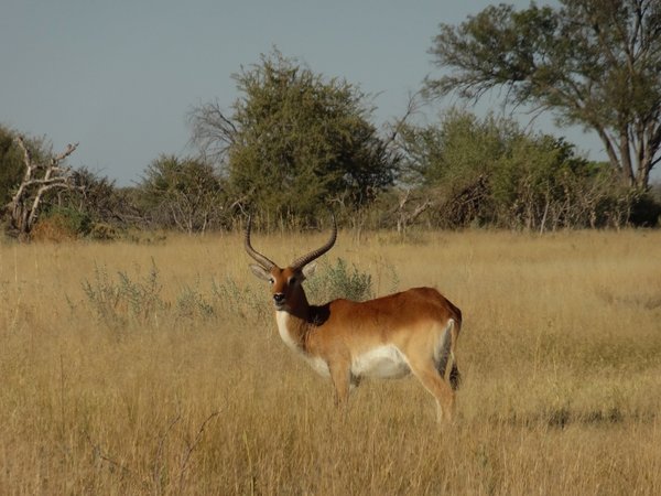 Moorantilope