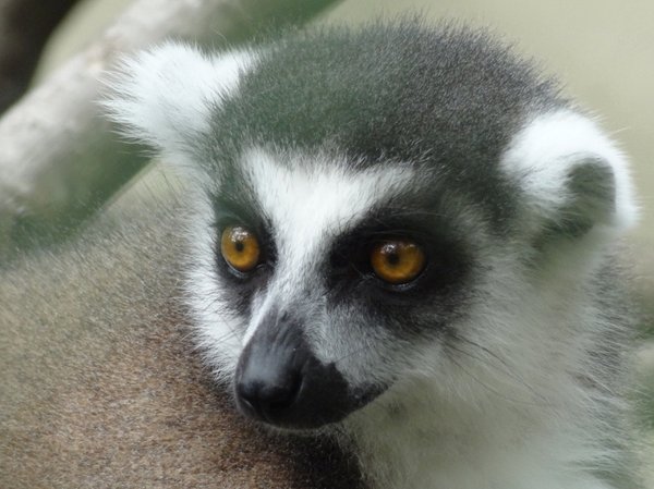 Unser erster Lemur
