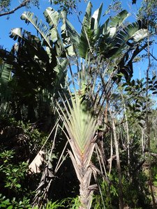 Palmier du voyageur (Wahrzeichen Madagaskars)