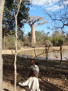 Baobab 2