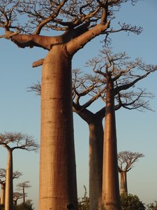 Baobab 8