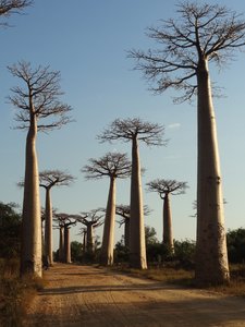 Baobab 4
