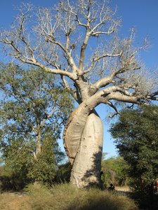 Baobab des Amoureux