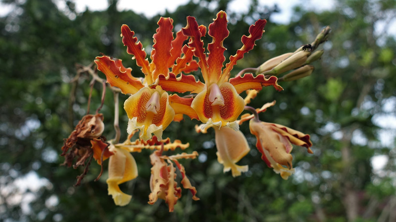 wundersame Orchideen