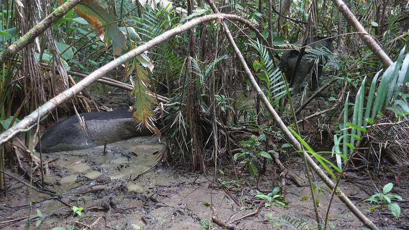 Tapire beim Schlammbad