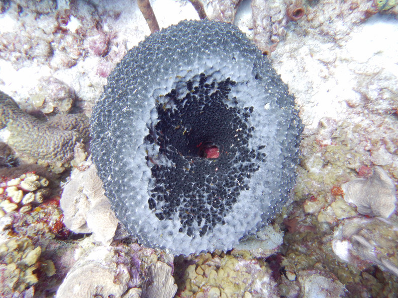 schwarze Koralle