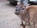 Kangaroos Loved me!!