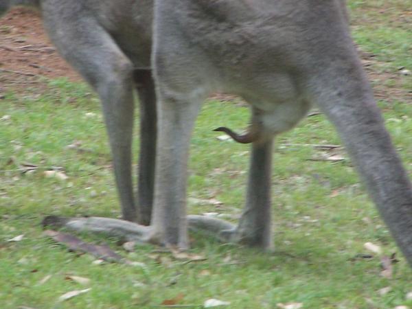 Kangaroo getting excited