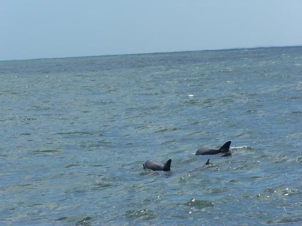 Dolphins in the sea at Bunbury