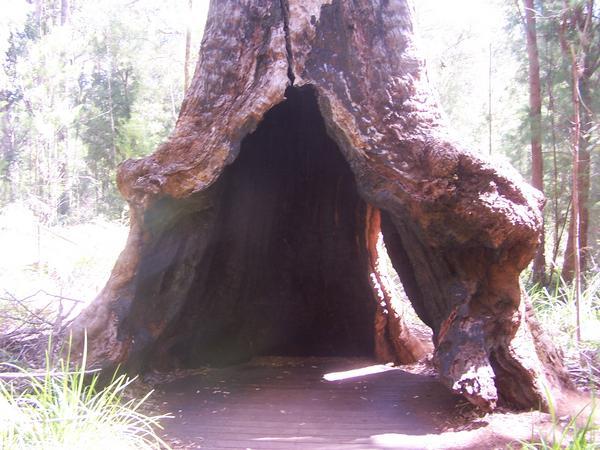 Giant tree at Valley of the Giants