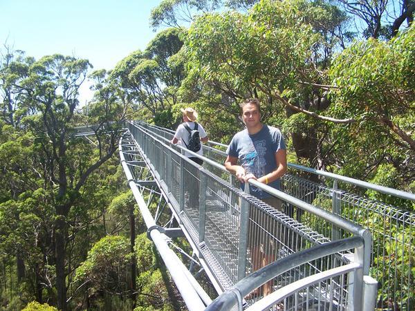 Tree top walk at the Valley of the Giants