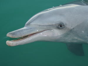 Mother Dolphin