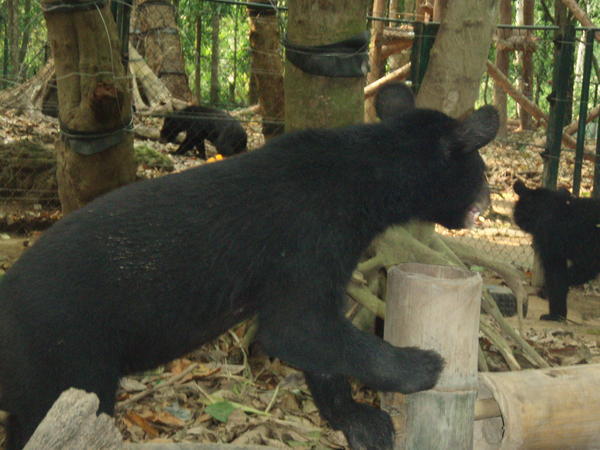 Bears at the Kuang Si waterfalls
