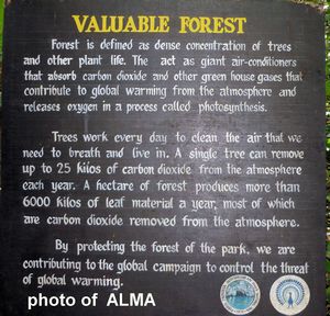 About the Forest