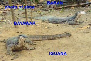 Baran or Iguana