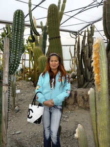 Cactus in Sisi's Garden