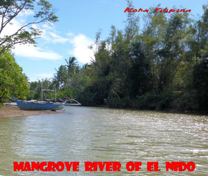 El Nido Mangrove