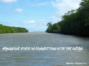 Where the Mangrove River meets the Ocean