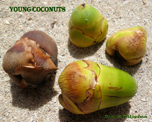 Young Coconuts