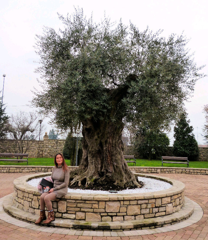 OLIVE TREE AS ATTRACTION