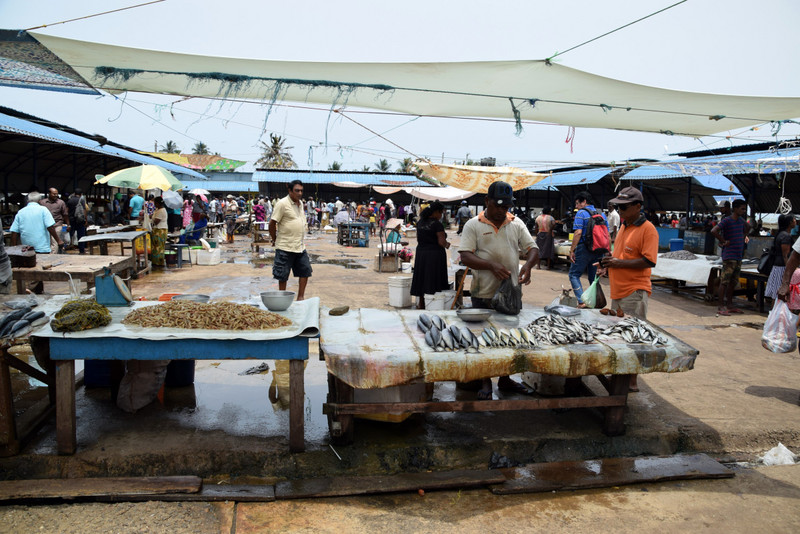 At the fish market in Negombo