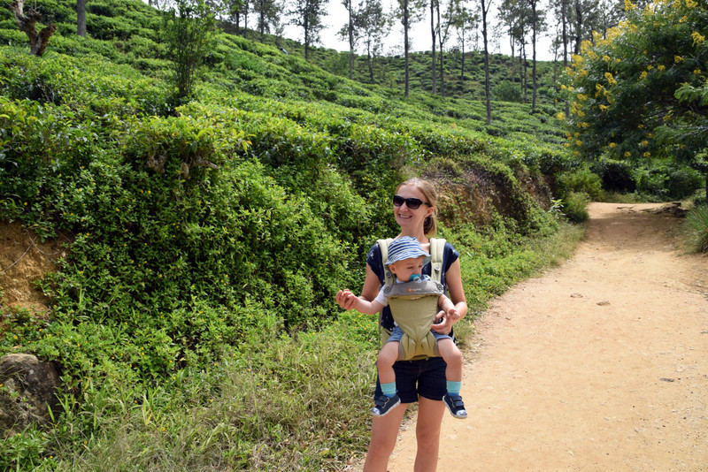 A walk through the tea plantations