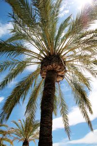 love palms!