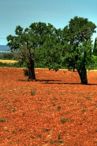 Mallorca's trees once again