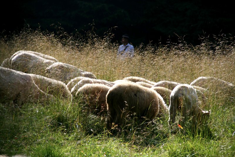 sheep herding...