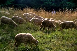 sheep herding at Chochołowska Valley