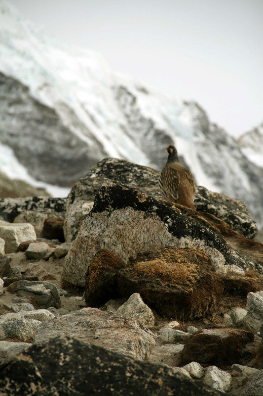 the only bird at 5,000m!