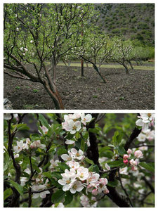 apple trees everywhere