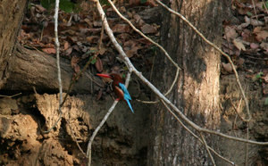 beautifully colourful kingfisher...