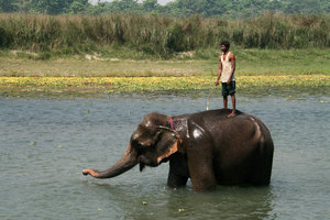 elephant bathing