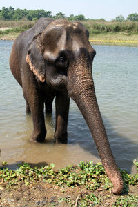 my cute elephant!