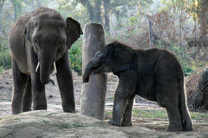 at the Elephant Breeding Centre