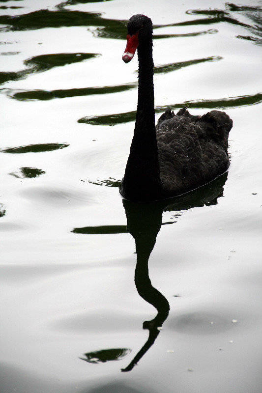 black swan at the Green Lake Park 