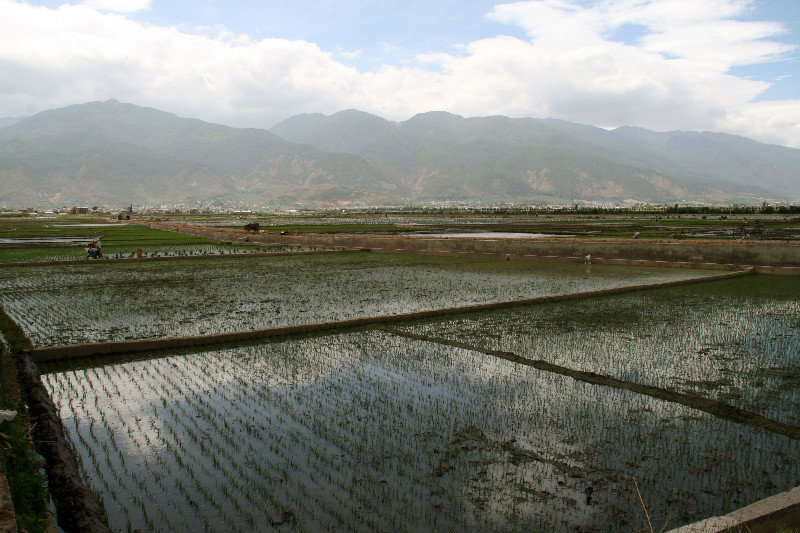 rice fields around Dali