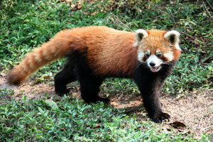 lovely red panda