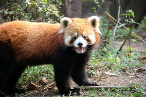 red panda at the Panda Centre