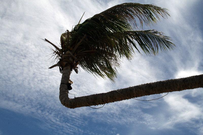 crazy palm on Sairee beach