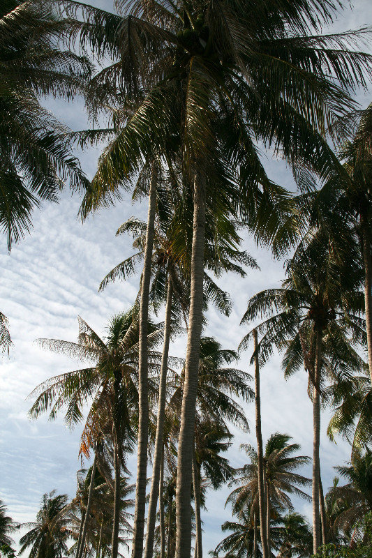 palm forest...