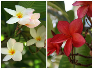 beautiful frangipanis all around!