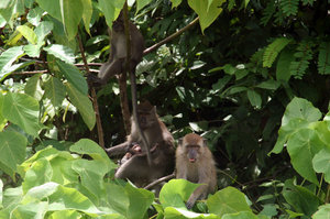 wild monkeys on Koh Lanta