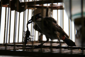 a birdie at our guesthouse... interesting snack!